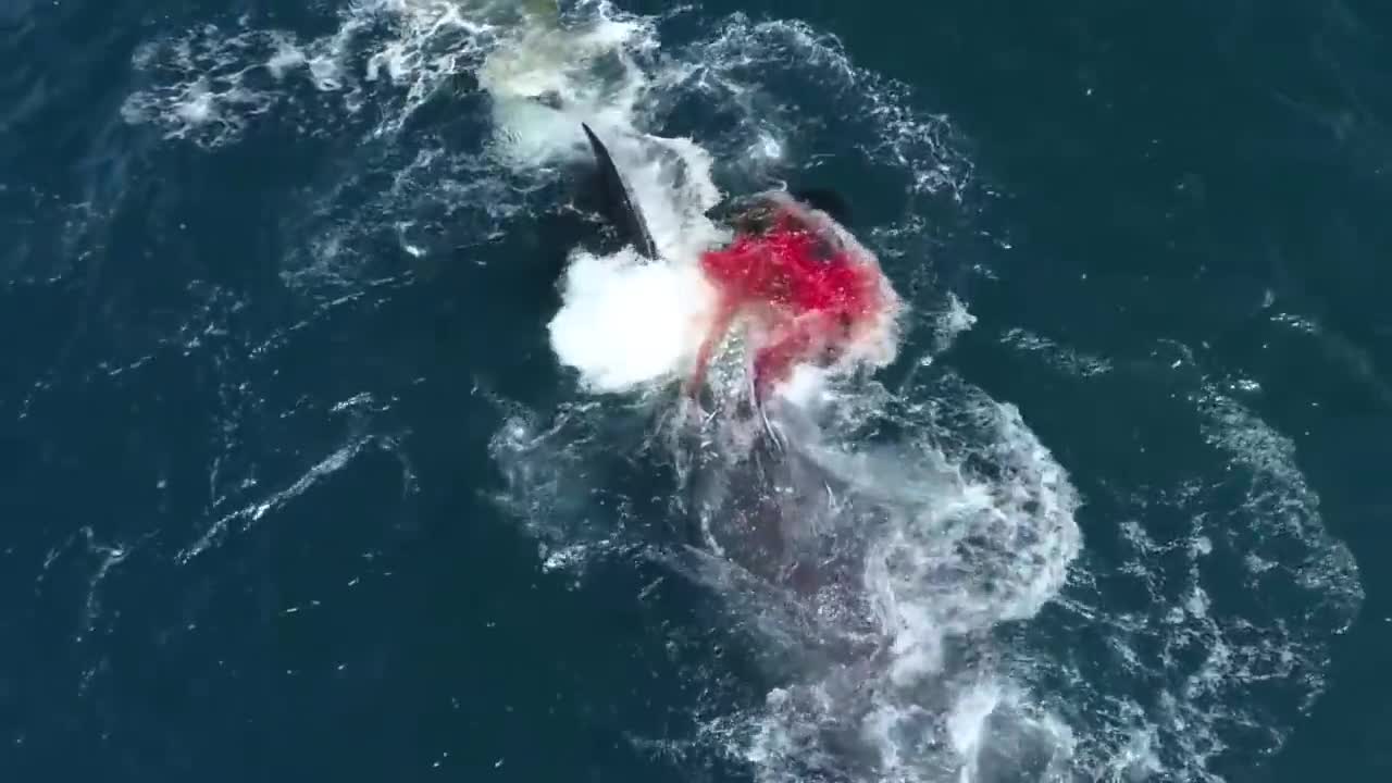 The battle of the giant animals in the ocean HD