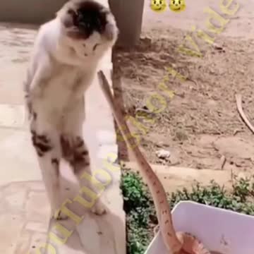 Cat Are So Strong And Agile | Cat Vs Snake | Cat Vs Snake Real Fight