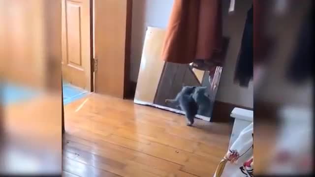 Funny video of cats-