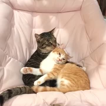 My Cat is Falling In Love😻😭😭|Happy Valentine's Day