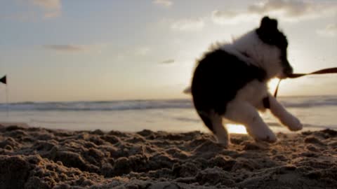 A dog enjoys the sea🐕