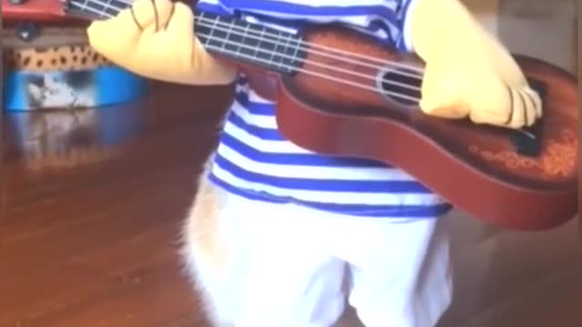 Guitar cat