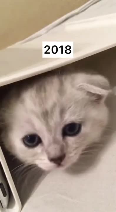 transformation 2 years kitten