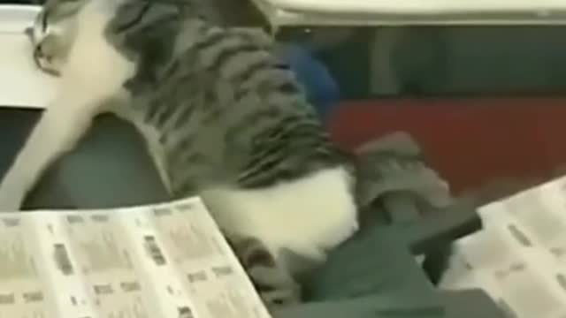 Cat work his tell.