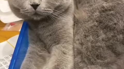 Cat Can also Smile
