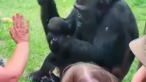 Mother Gorilla Shows Off Her Baby #shorts #viral #shortsvideo #video