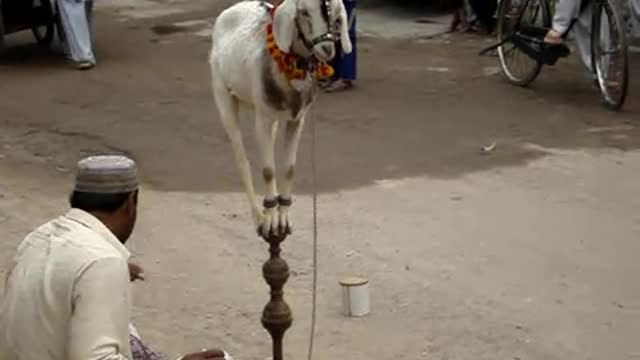 Friend ship of goat in monkey in the street madari in Pakistan