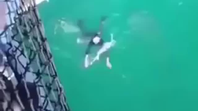 French Marine Nearly Gets Eaten By Bull Shark