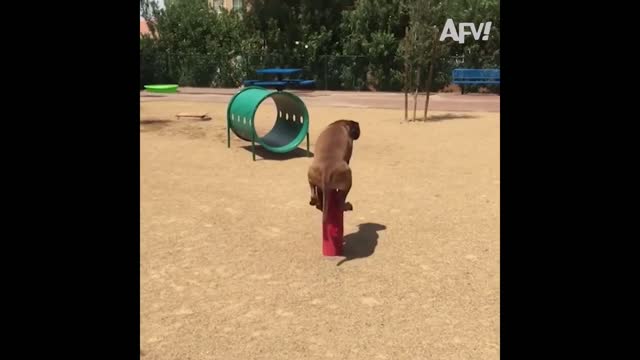 Try Not To Laugh To These Pets #2