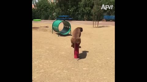 Try Not To Laugh To These Pets #2