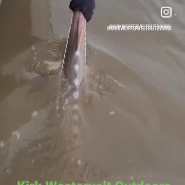 Sturgeon in Suisun City