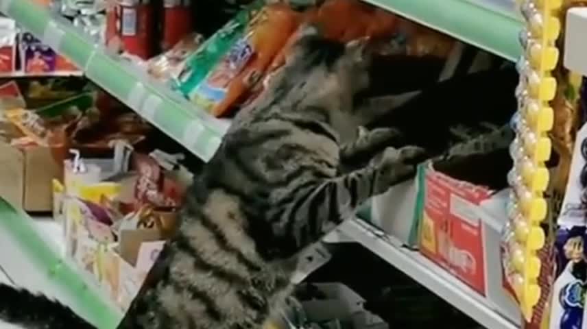 Funny animals.