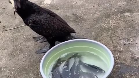 great cormorant eats the whole fish instantly