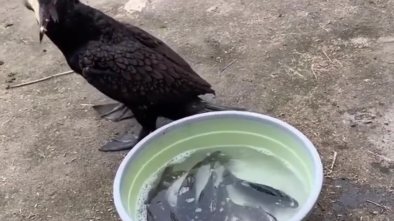 great cormorant eats the whole fish instantly