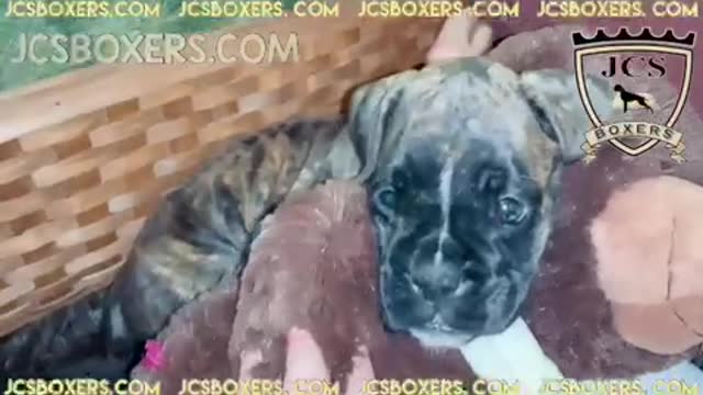 JCS Boxer Brindle baby