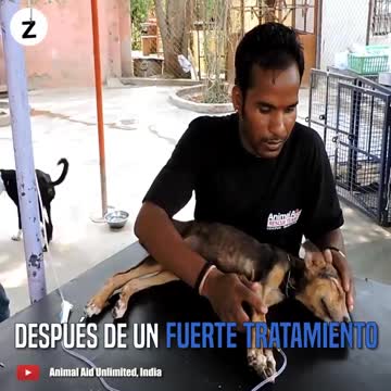 Este perrito es irreconocible después de ser rescatado de la calle