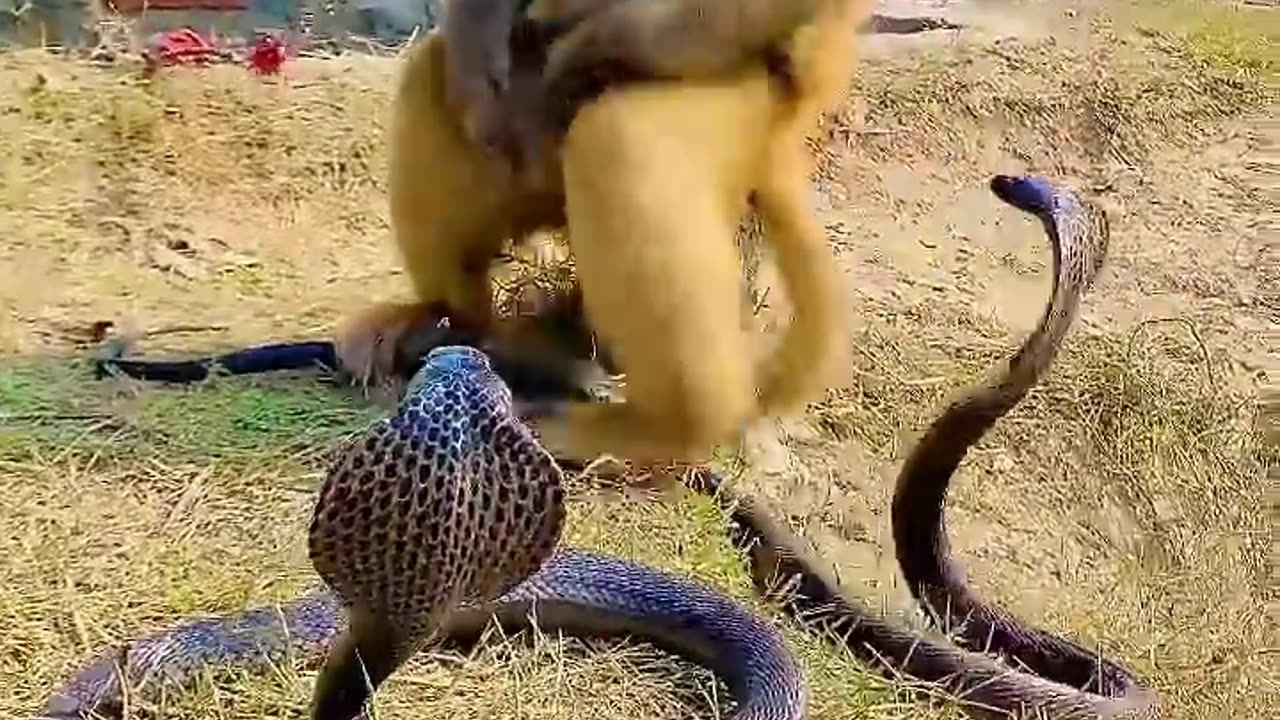 brave monkey