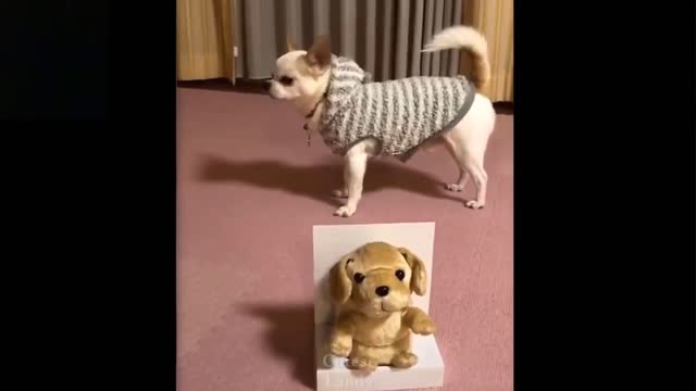 Very funny dogs and cats getting into akward situations