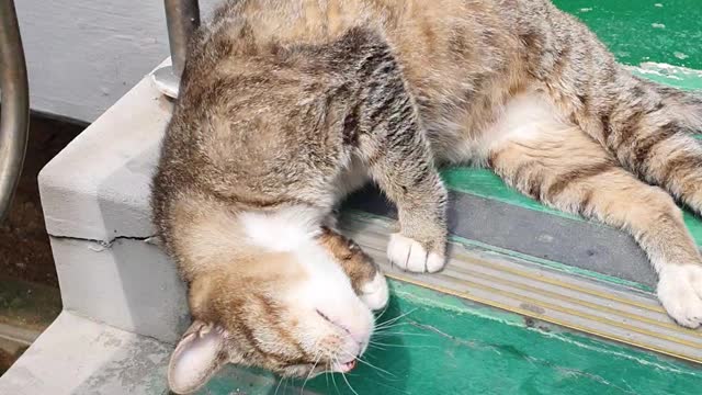 A cat resting on the stairs.