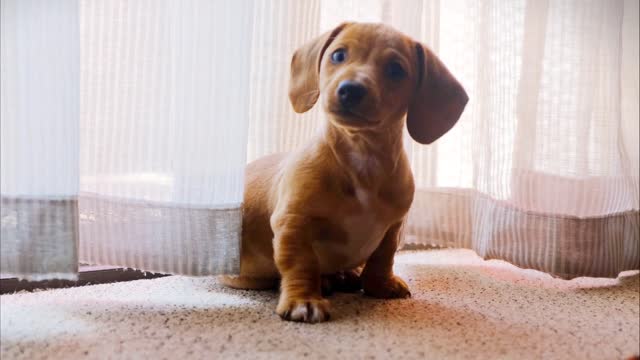 A pet dog video wandering on a camera