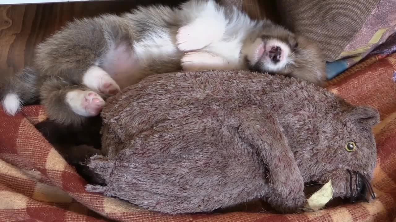 Cutest Puppies Sleeping