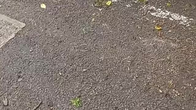 Cole Hounslow - Barnet [lively one]