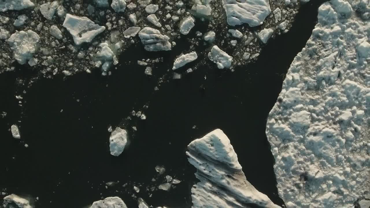 Seals swimming in a bay