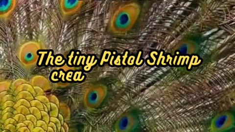 Animal Facts Pistol Shrimp Sound #shorts