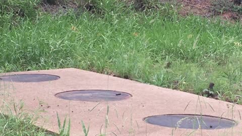 A family of Dwarf Mongeese