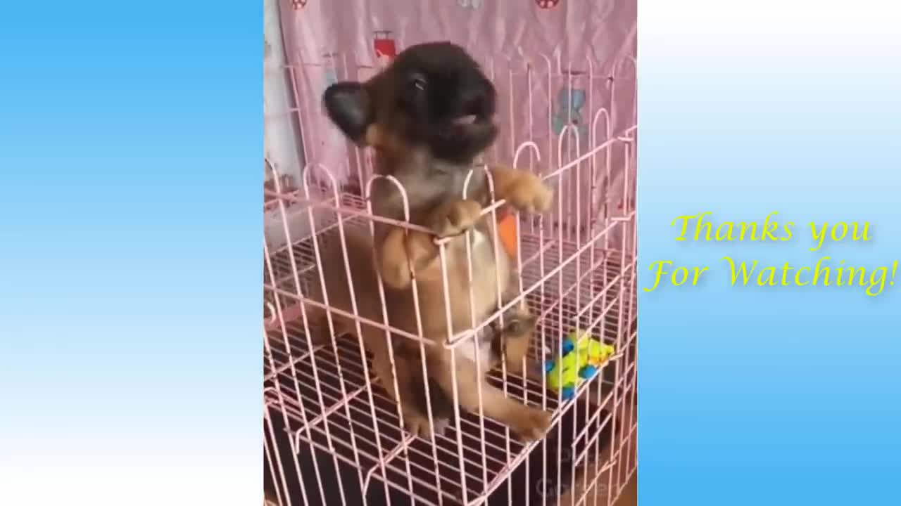 Sweet Pets And Funny Animals Compilation