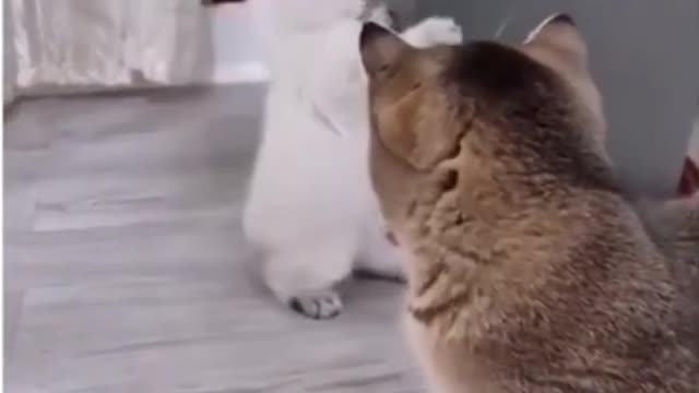 Funny fight cat