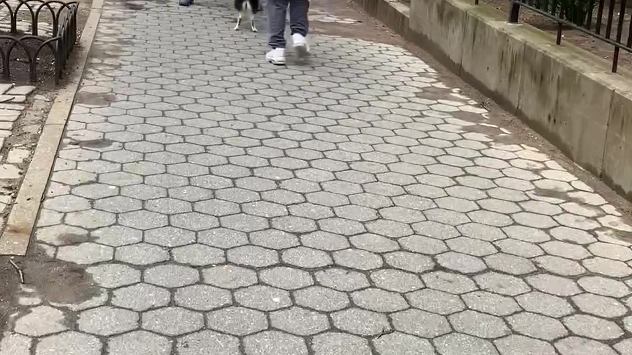 Excited Pomsky Hops to Person