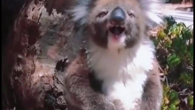 Have you ever heard the koala call? This is the sound of a koala