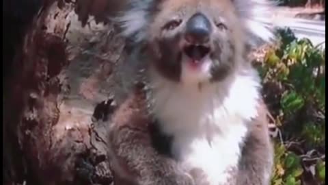 Have you ever heard the koala call? This is the sound of a koala