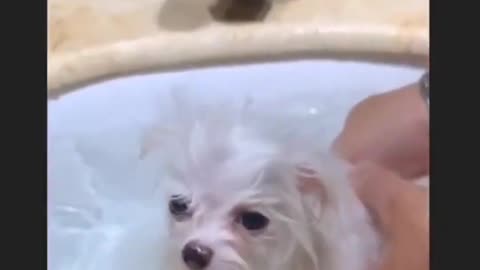 baby dog