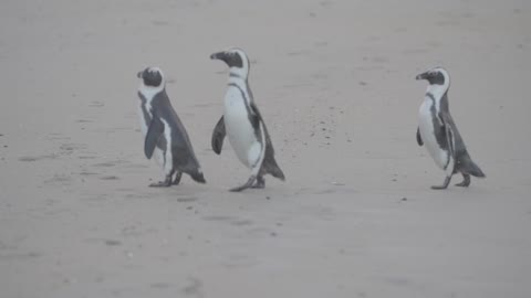 Little penguins P02