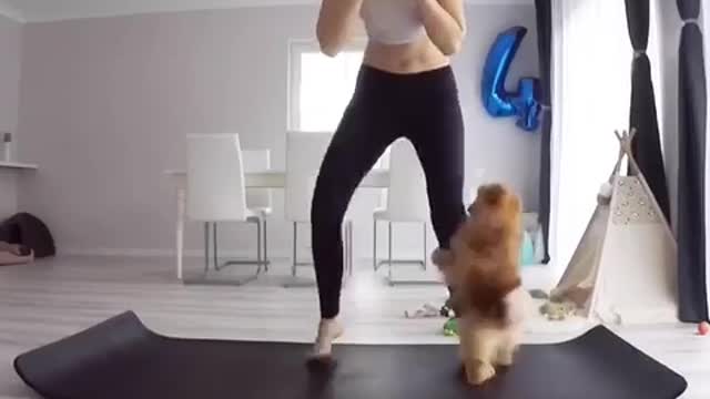 Brown dog clings to black pants woman doing yoga