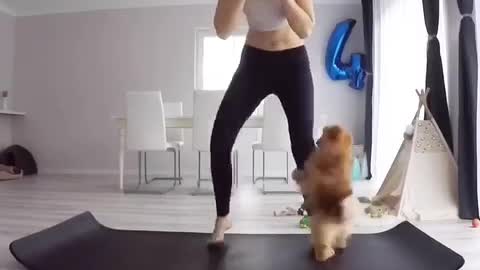 Brown dog clings to black pants woman doing yoga