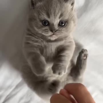 Cute Kittens