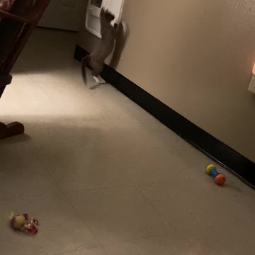 Cat trying to open a door and climb up the wall