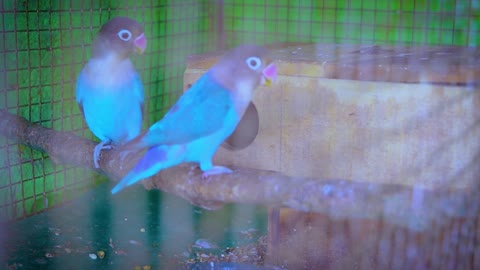 Beautiful and cute birds singing