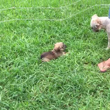 Brussel Griffons, Goots & Teresina