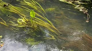 Dragon flies flying over flowing water grass