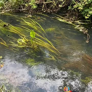 Dragon flies flying over flowing water grass