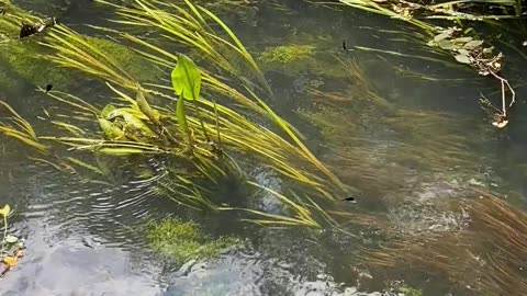 Dragon flies flying over flowing water grass