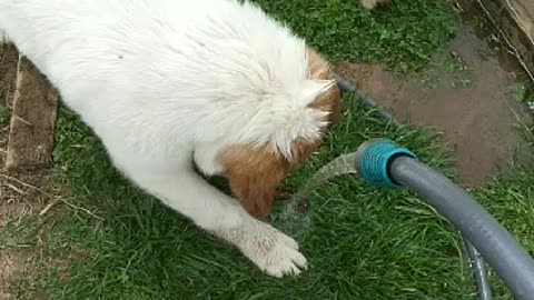 Pups vs Water Hose