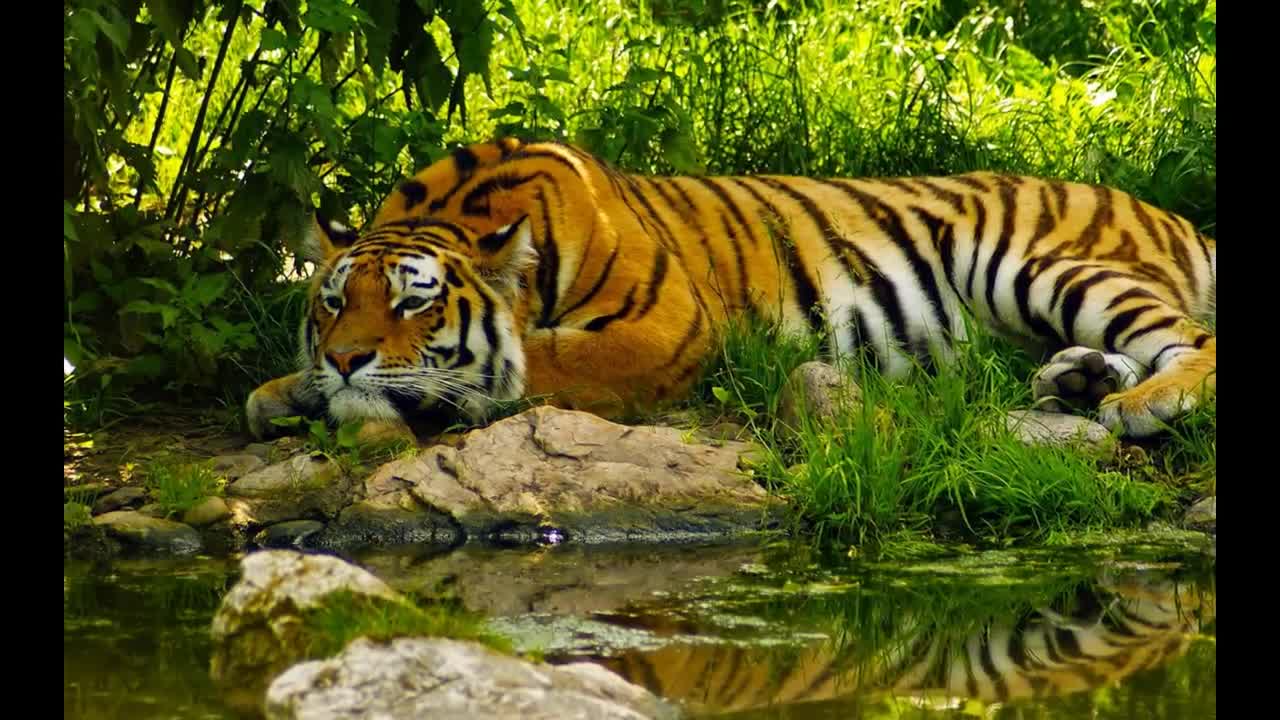 The Magnificent Bengal Tiger