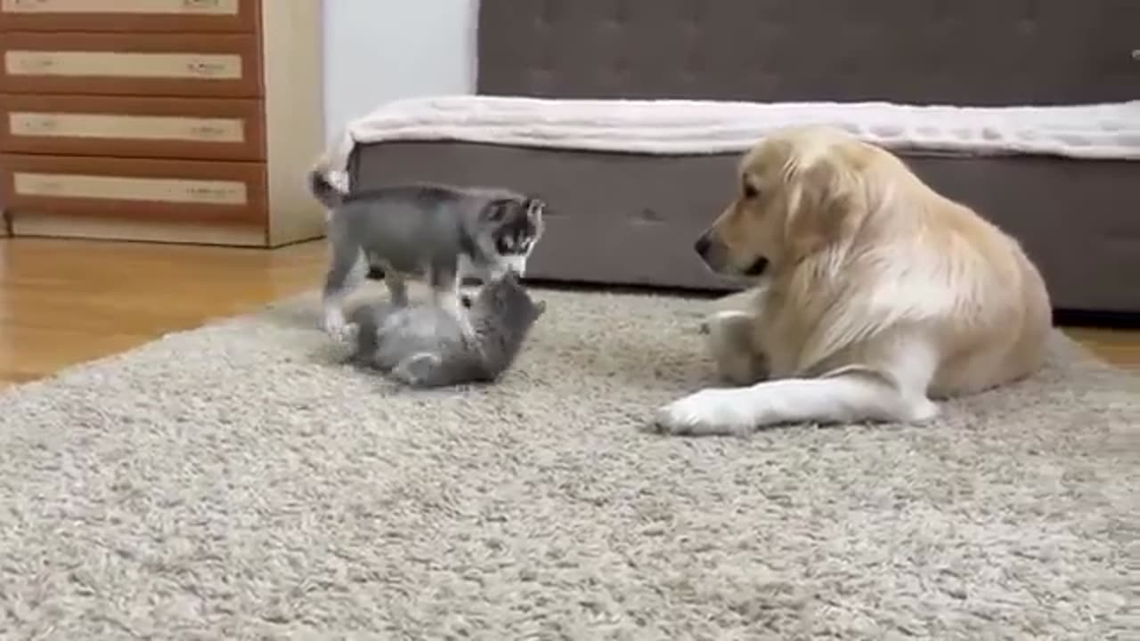 Baby Cat & Baby Dog Playing