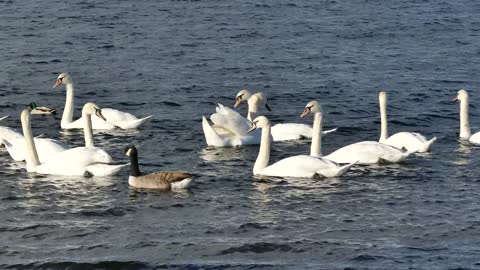 Swans in water