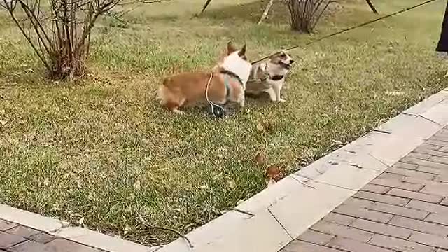 Since I got a dog, I feel like I've become a parent in an instant